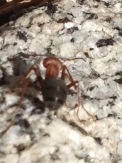 Formica integroides photo 17