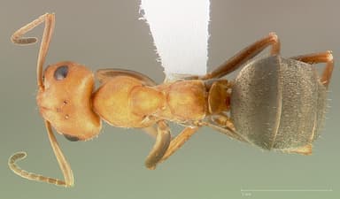 Formica integroides — queen photo 1