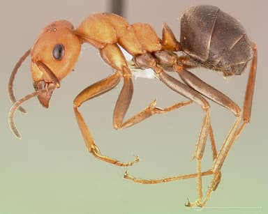 Formica integroides — queen photo 2