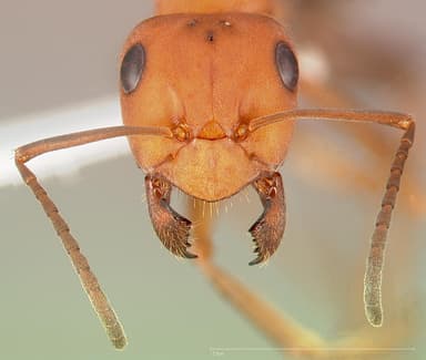 Formica integroides — queen photo 3