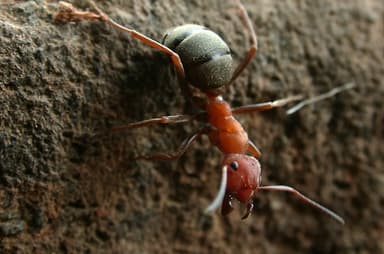 Formica integroides — worker photo 4