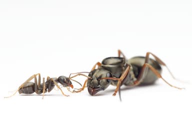 Formica lemani — queen photo 156