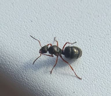 Formica lemani photo 15