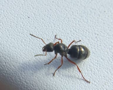 Formica lemani photo 16