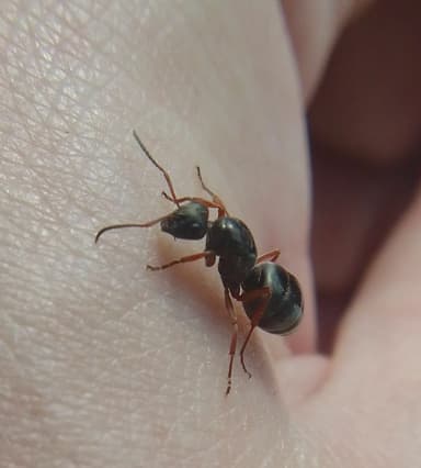 Formica lemani photo 17