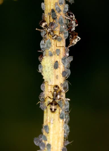 Formica lemani photo 21