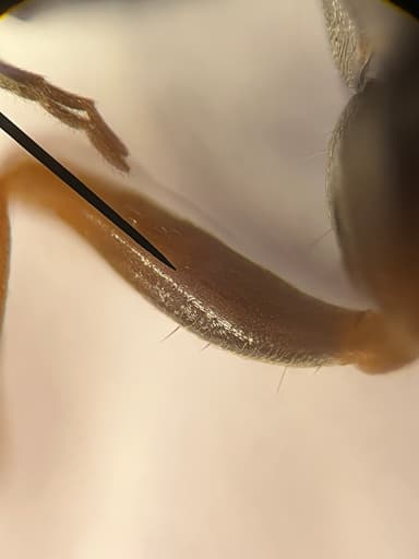 Formica lemani — worker photo 27
