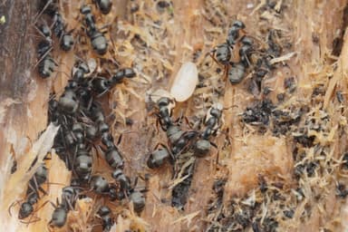 Formica lemani — colony photo 30
