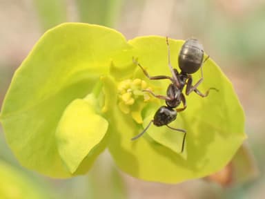 Formica lemani photo 31