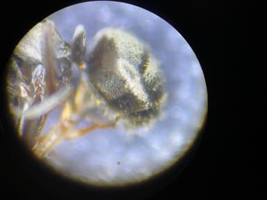 Formica lemani photo 84