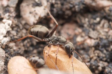 Formica lemani photo 88