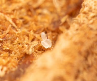 Formica lemani photo 101