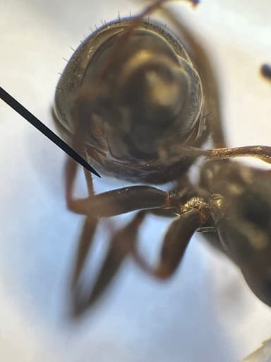Formica lemani — worker photo 109
