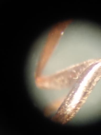 Formica lemani photo 119