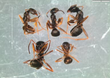 Formica lemani photo 124