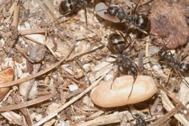 Formica lemani photo 131