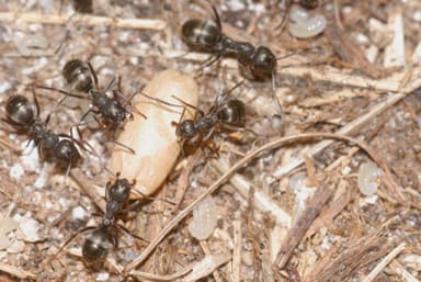 Formica lemani photo 132