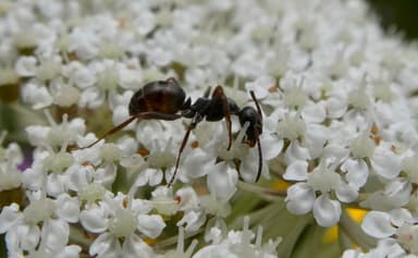 Formica lemani photo 133