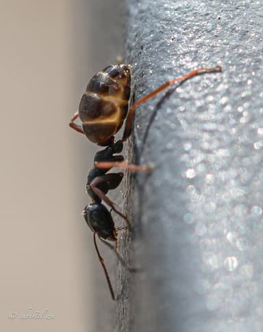 Formica lemani photo 137