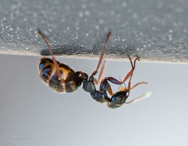 Formica lemani photo 138