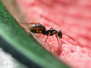 Formica lemani photo 141