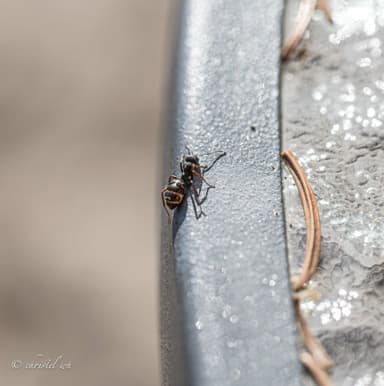 Formica lemani photo 144