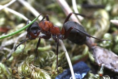 Formica lugubris photo 30