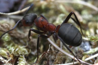 Formica lugubris photo 32