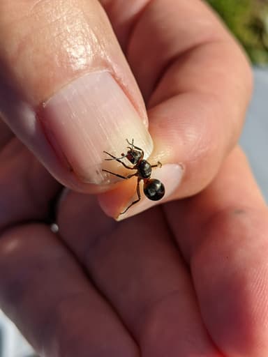 Formica lugubris — queen photo 49