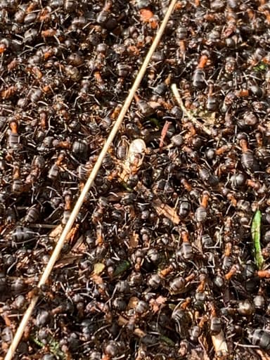 Formica lugubris photo 53