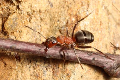 Formica lugubris photo 61