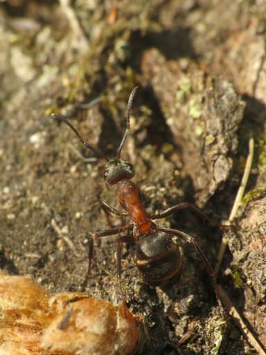 Formica lugubris photo 68