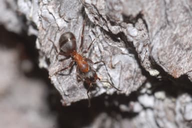 Formica lugubris photo 80