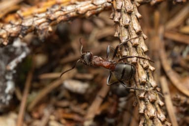 Formica lugubris photo 88