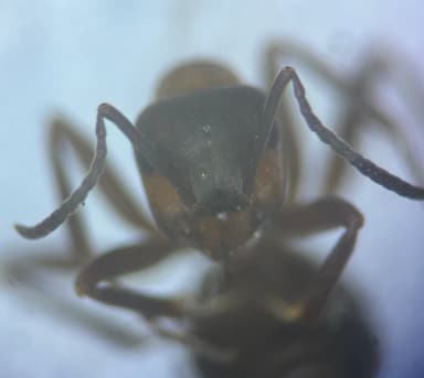 Formica lugubris photo 95