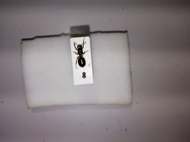 Formica lugubris photo 100