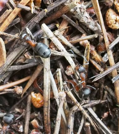 Formica lugubris photo 104