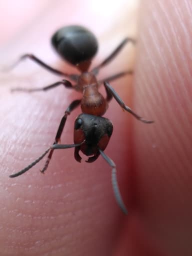 Formica lugubris photo 117