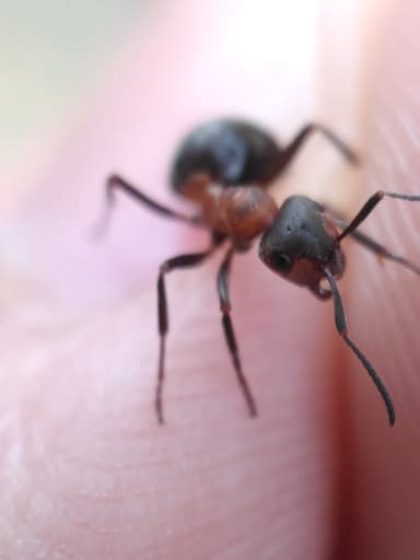 Formica lugubris photo 119
