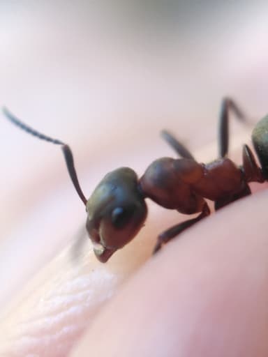 Formica lugubris photo 122
