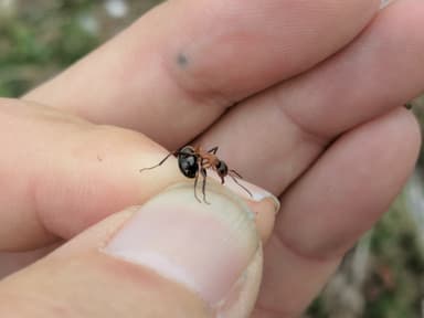 Formica lugubris photo 136