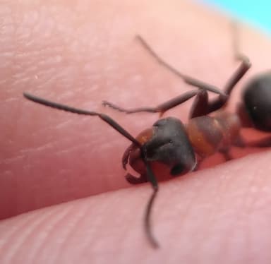 Formica lugubris photo 140
