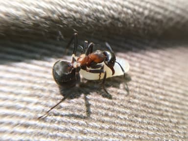 Formica lugubris photo 141