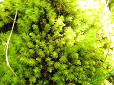 Formica lugubris photo 150