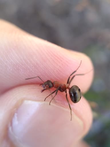 Formica lugubris photo 154