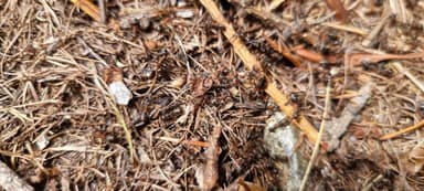 Formica lugubris — queen photo 169