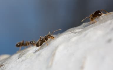 Formica lugubris photo 3
