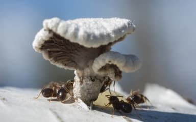 Formica lugubris photo 5