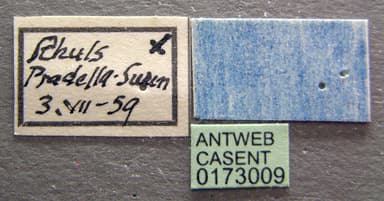 Formica lugubris photo 6