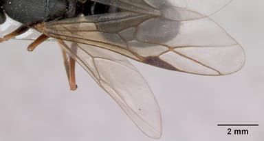 Formica lugubris — queen photo 7